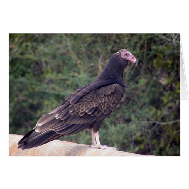 Buzzard -よりよく嬉しいあなたは感じること (正面横)