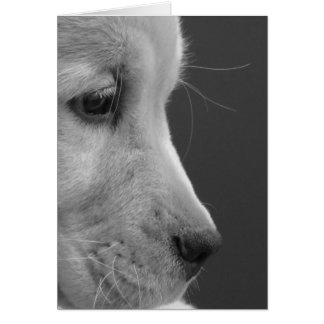 BWの子犬のプロフィール