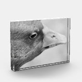 BWガチョウ フォトブロック (左)