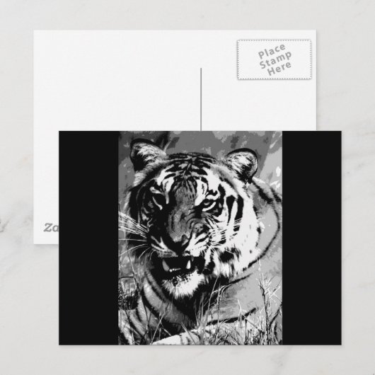 BWタイガー ポストカード (正面/裏面)