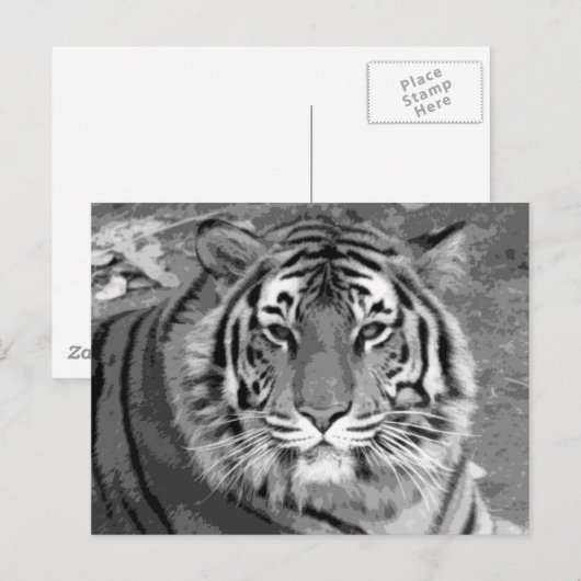 BWタイガー ポストカード (正面/裏面)