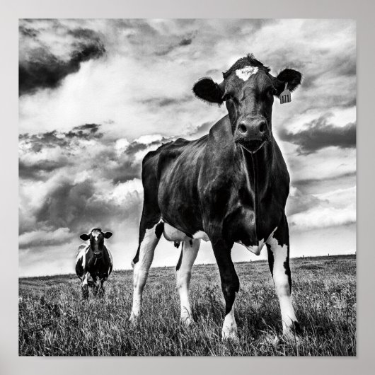 BWトリミング待ち ポスター (正面)