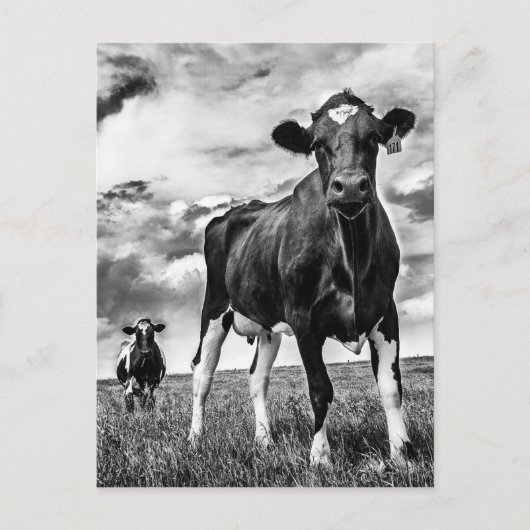 BWトリミング待ち ポストカード (正面)