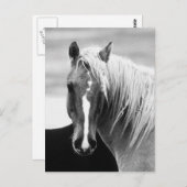 BWホースポートレート ポストカード (正面/裏面)