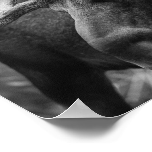 BWマウス ポスター (角)