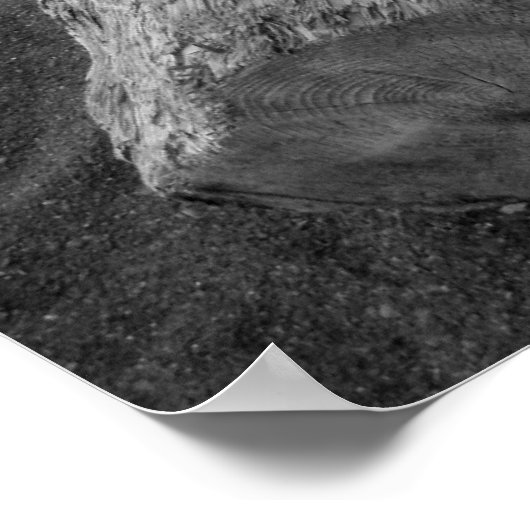 bw流木2 ポスター (角)