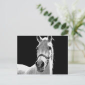 BW馬 ポストカード (スタンド正面)
