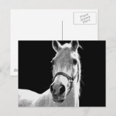 BW馬 ポストカード (正面/裏面)
