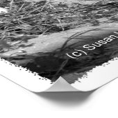 BW Fort Pierce、フロリダ州のビーチウォークドゥーンはロープをオフにした ポスター (角)