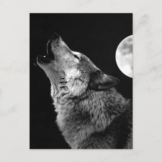 BW Wolf Howling at Moon ポストカード (正面)