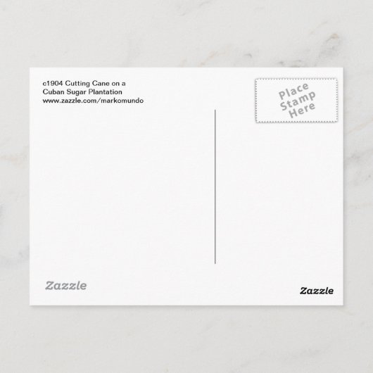 c1904キューバ砂糖農園のサトウキビ ポストカード (裏面)
