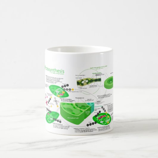 C4光合性の図表 コーヒーマグカップ (中央)