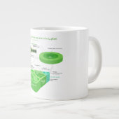 C4光合成図の簡略化 ジャンボコーヒーマグカップ (正面右)