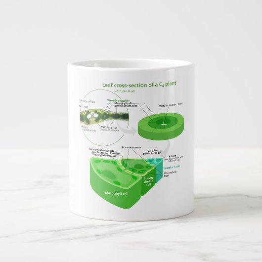 C4光合成図の簡略化 ジャンボコーヒーマグカップ (正面)