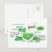 C4光合成図葉植物 ポストカード (正面/裏面)