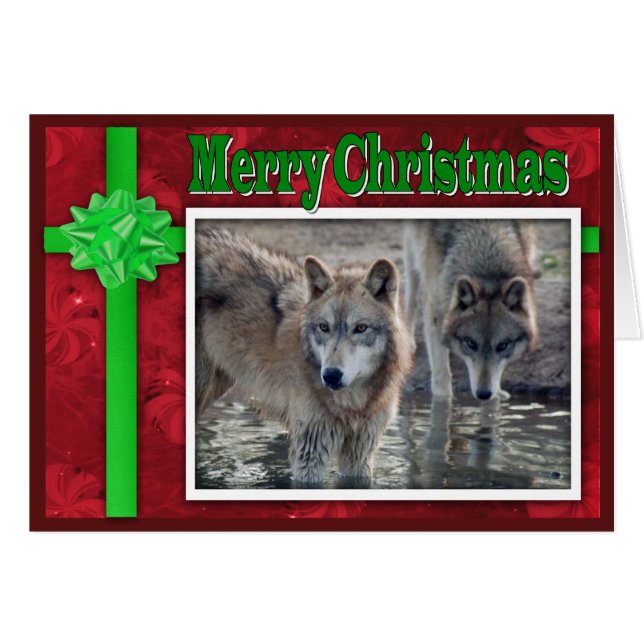 c 2011灰色オオカミ053 (正面横)