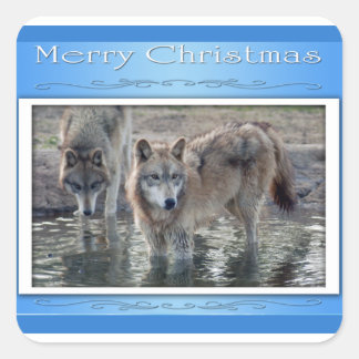 c-2011-gray-wolf-006 スクエアシール