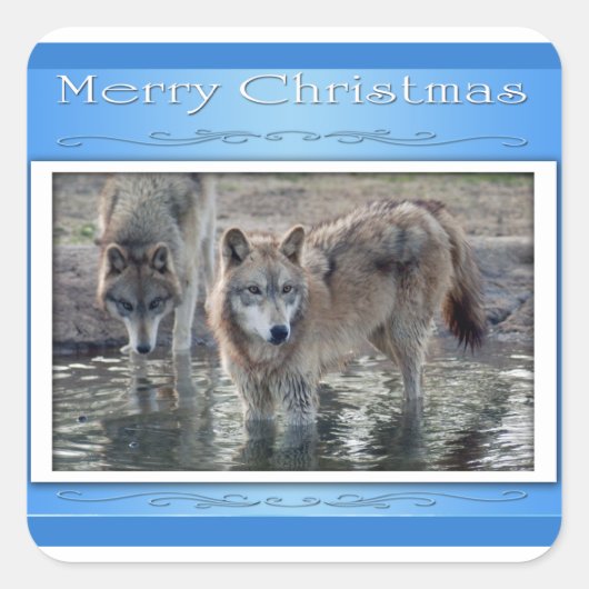 c-2011-gray-wolf-006 スクエアシール (正面)