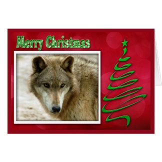 c-2011-gray-wolf-048