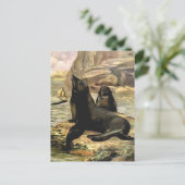 C.E.スワンによるヴィンテージのカリフォルニアアシカ ポストカード (スタンド正面)