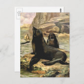 C.E.スワンによるヴィンテージのカリフォルニアアシカ ポストカード (正面/裏面)