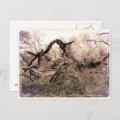 CAポストカード「Trees」ギルロイ ポストカード (正面/裏面)