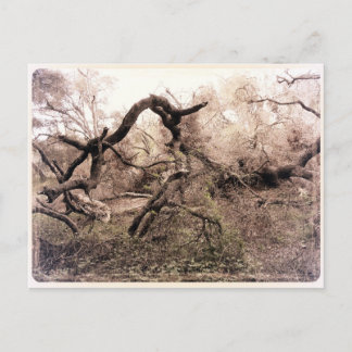 CAポストカード「Trees」ギルロイ ポストカード