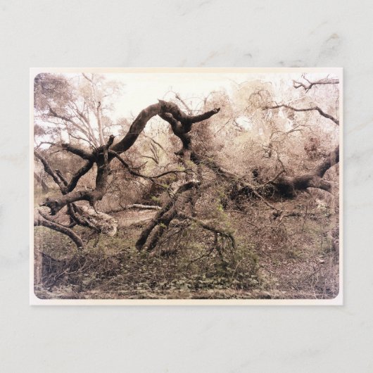 CAポストカード「Trees」ギルロイ ポストカード (正面)