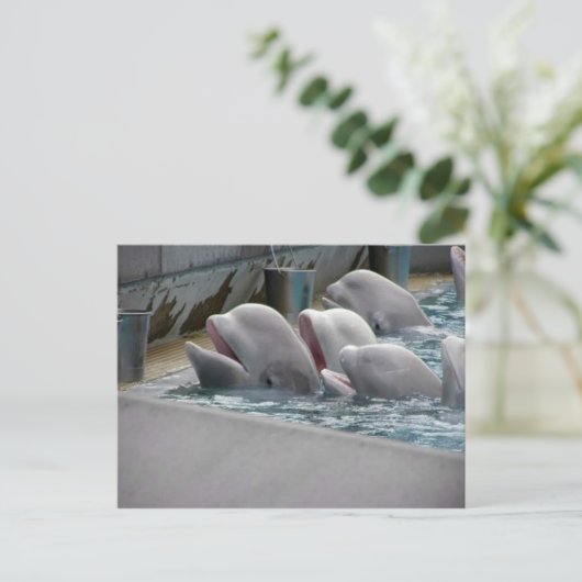 CA81WX4Z ポストカード (スタンド正面)