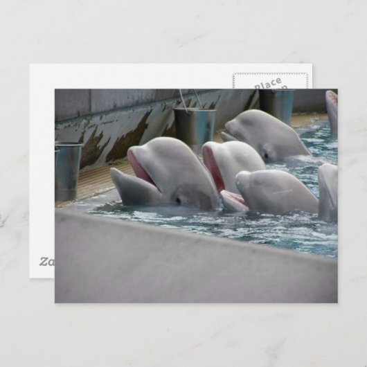 CA81WX4Z ポストカード (正面/裏面)