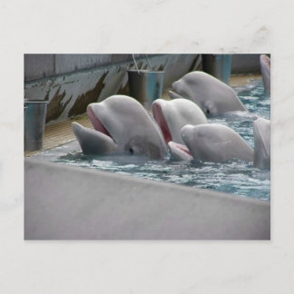 CA81WX4Z ポストカード