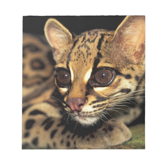 CA, パナマ中央部, ソベラニア国立公園, マルゲイ 2 ノートパッド (正面)