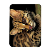 CA, パナマ中部, ソベラニア国立公園, マルガイ 2 マグネット (縦)
