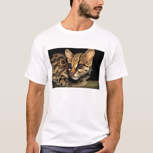 CA, パナマ中部, ソベラニア国立公園, マルゲイ 2 Tシャツ (正面)