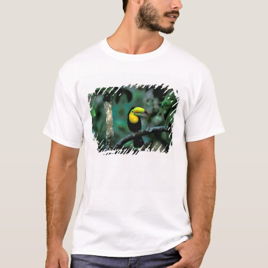 CA, パナマ, ソベラニア国立公園, キバシオオハシ Tシャツ (正面)