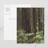 CA, プレイリークリーク州立公園, 海岸 ポストカード (正面/裏面)