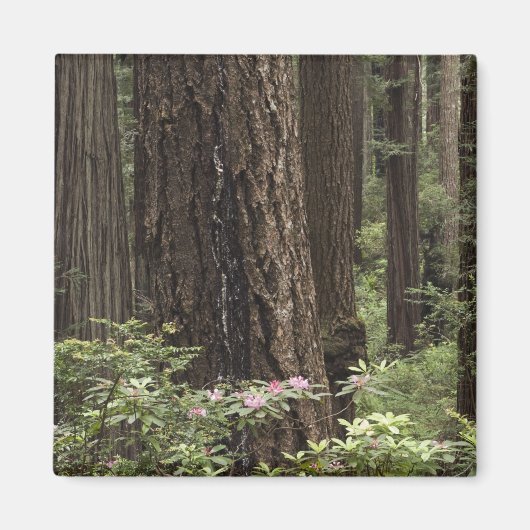 CA，プレーリークリーク州パーク，コースト マグネット (正面)