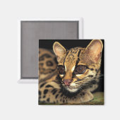 CA,中央パナマ,ソベラニアNP,マーゲイ2 マグネット (正面/裏面)