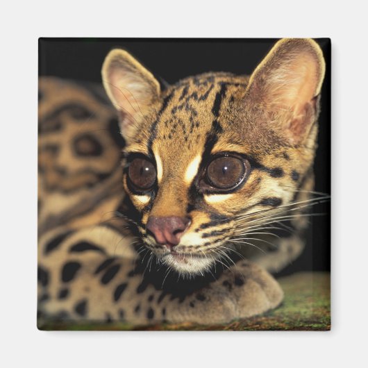 CA,中央パナマ,ソベラニアNP,マーゲイ2 マグネット (正面)