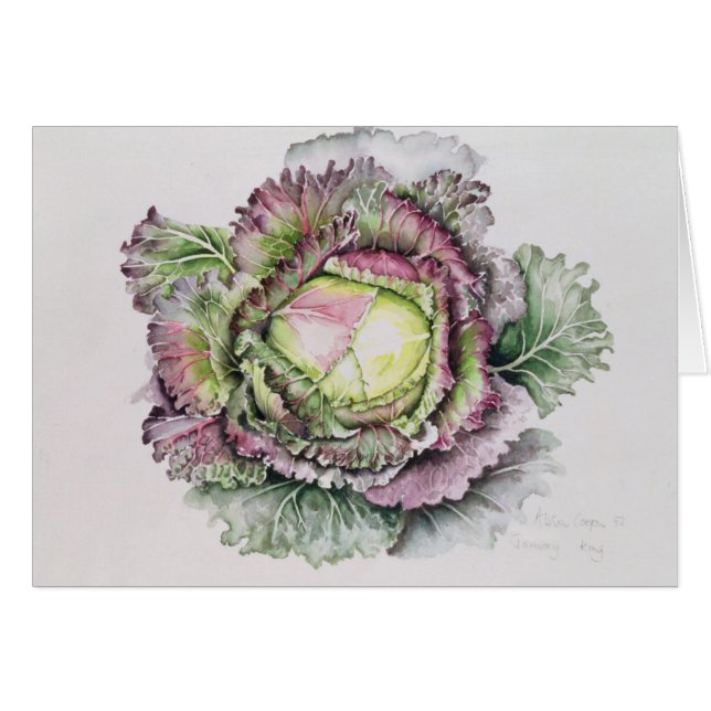 Cabbage 1月王 (正面横)
