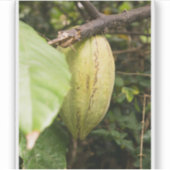 cacao pod シール (正面)