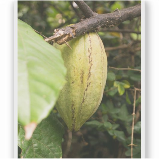 cacao pod シール (正面)