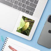 cacao pod シール (ノートパソコンとiPhone)