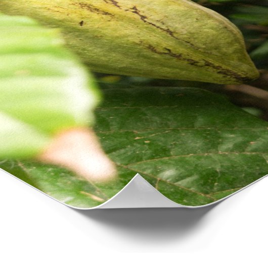 cacao pod ポスター (角)