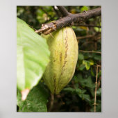 cacao pod ポスター (正面)
