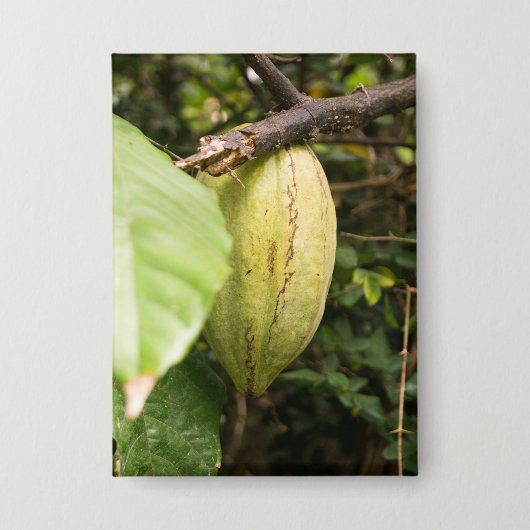 cacao pod 缶バッジ (正面)