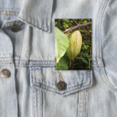 cacao pod 缶バッジ (インサイチュ)