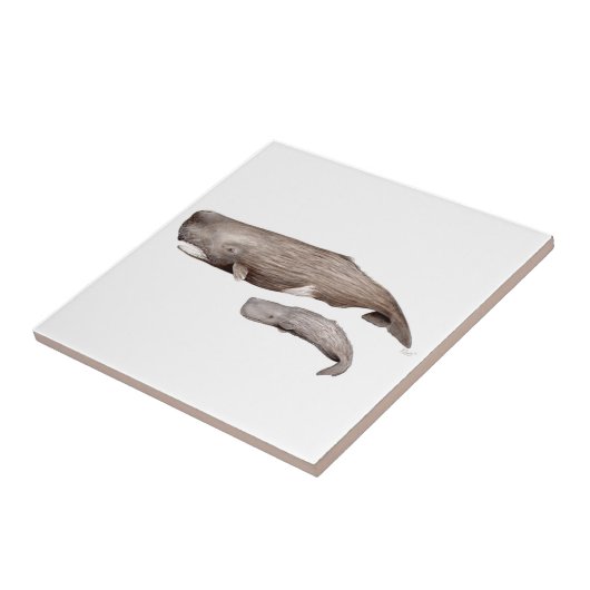 Cachalote, madre y cría タイル (側面)