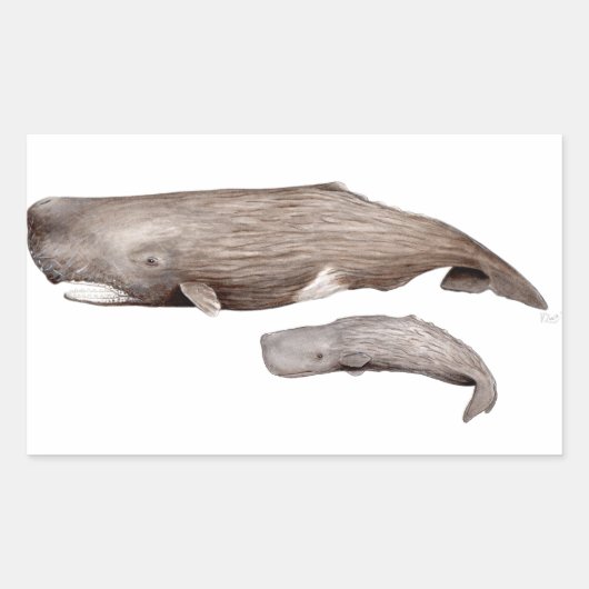 Cachalote, madre y cría 長方形シール (正面)