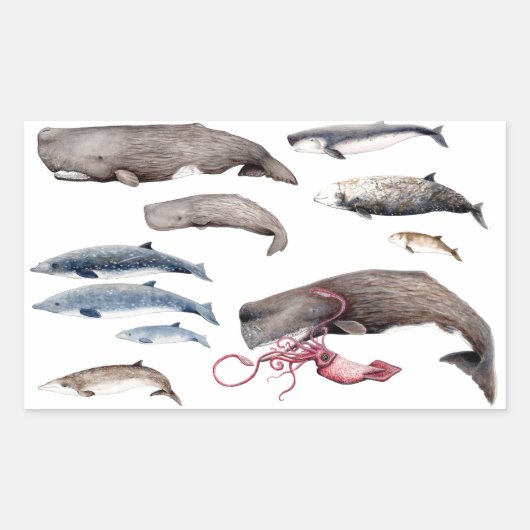 Cachalote y zifios: Ballenas de las profundidades 長方形シール (正面)